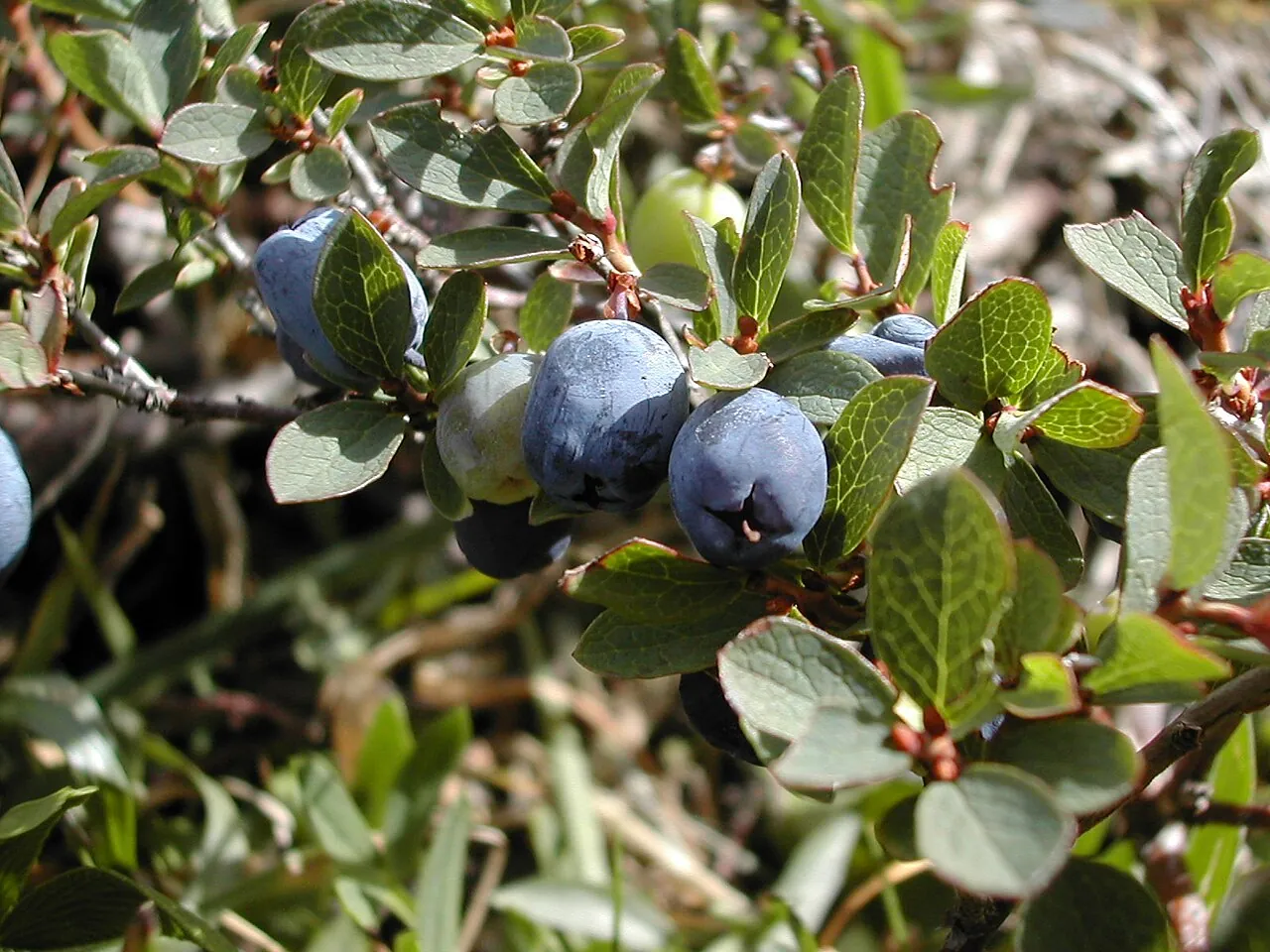 Bog bilberry, photo 1