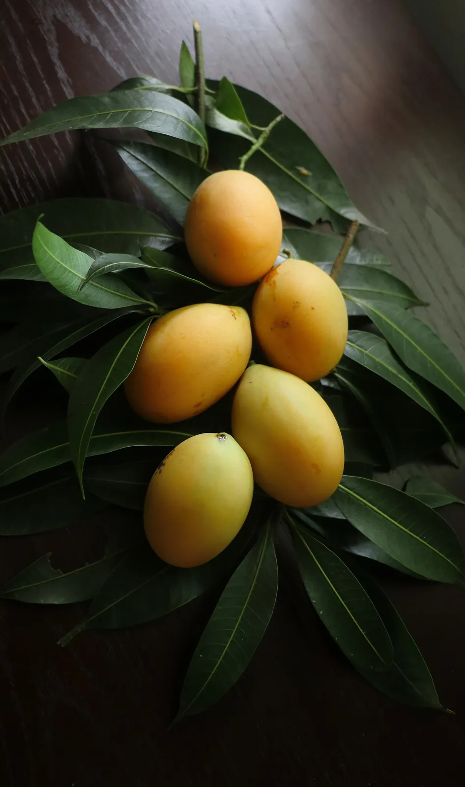 Kundang, photo 1