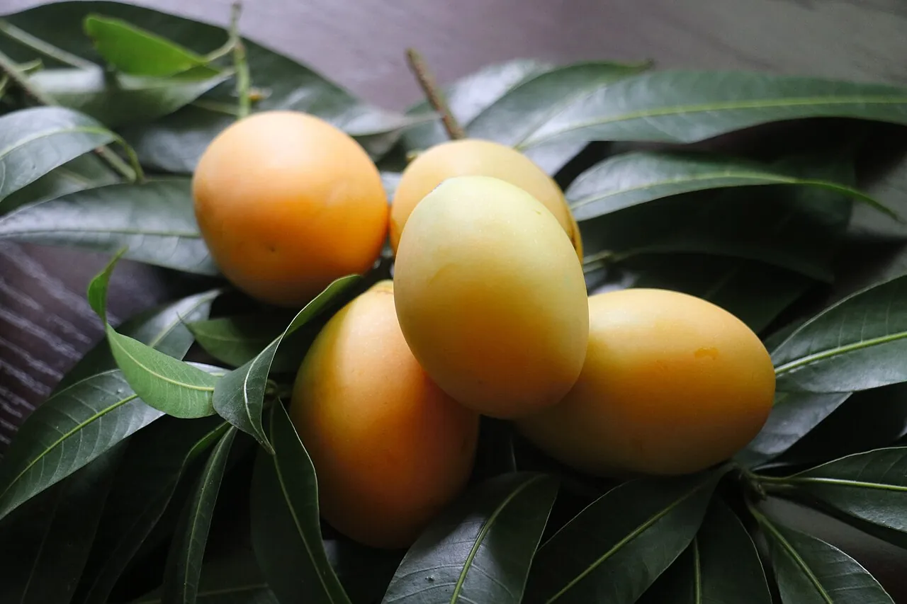 Kundang, photo 2