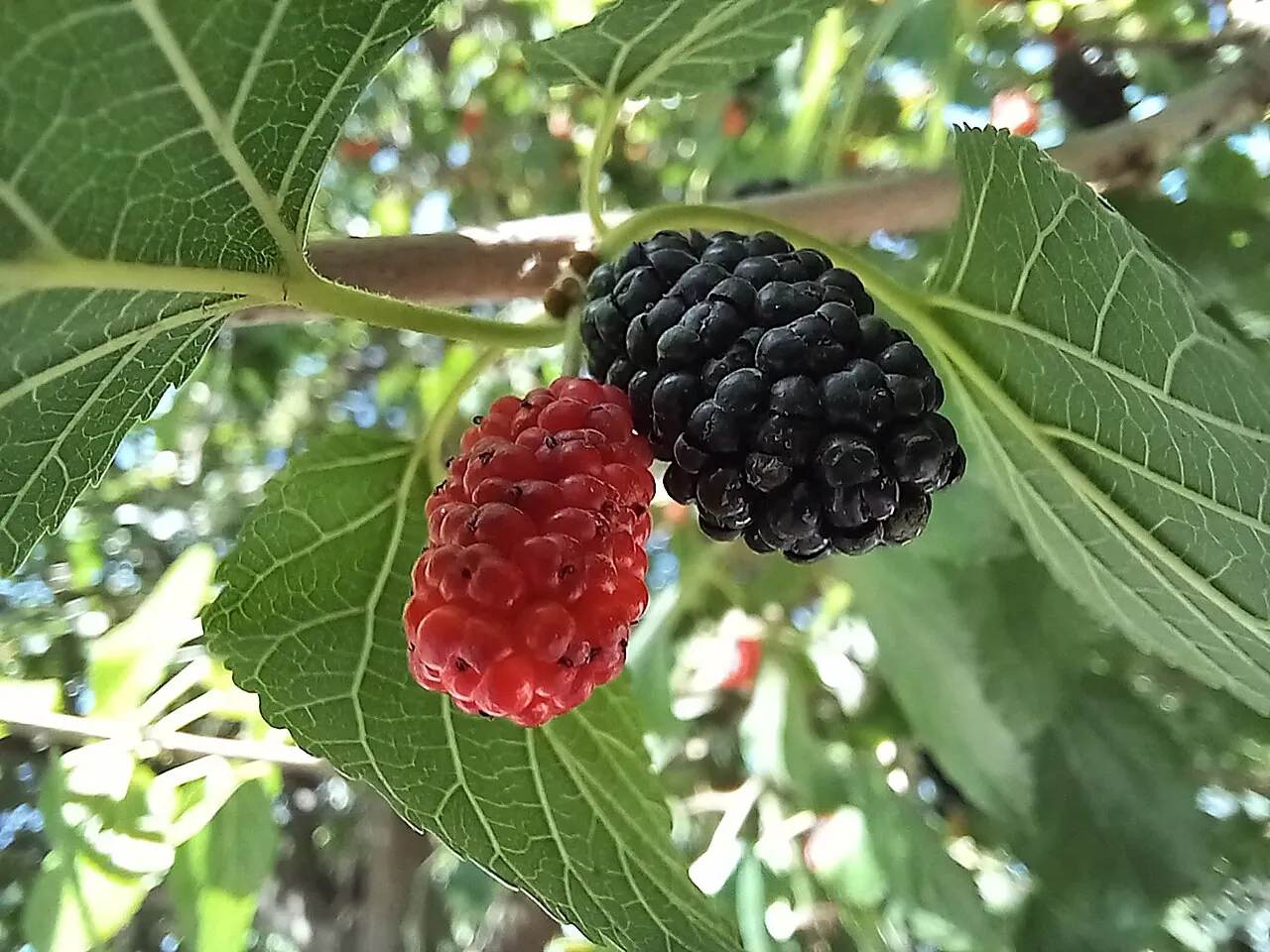 Mulberry, photo 1