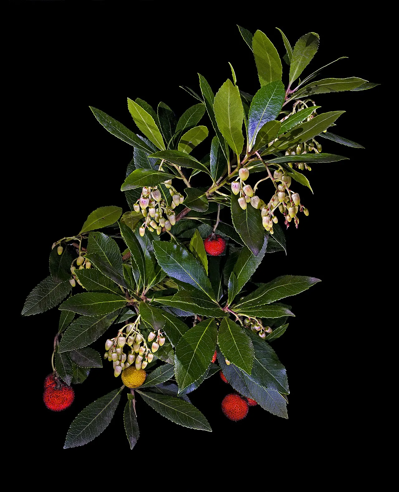 Strawberry tree fruit, photo 1