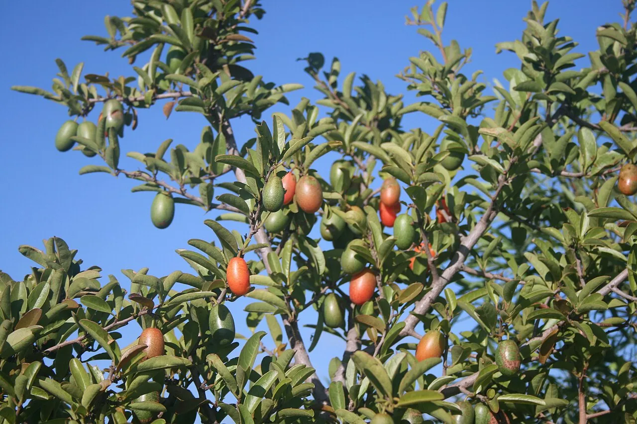 Sour plum, photo 1