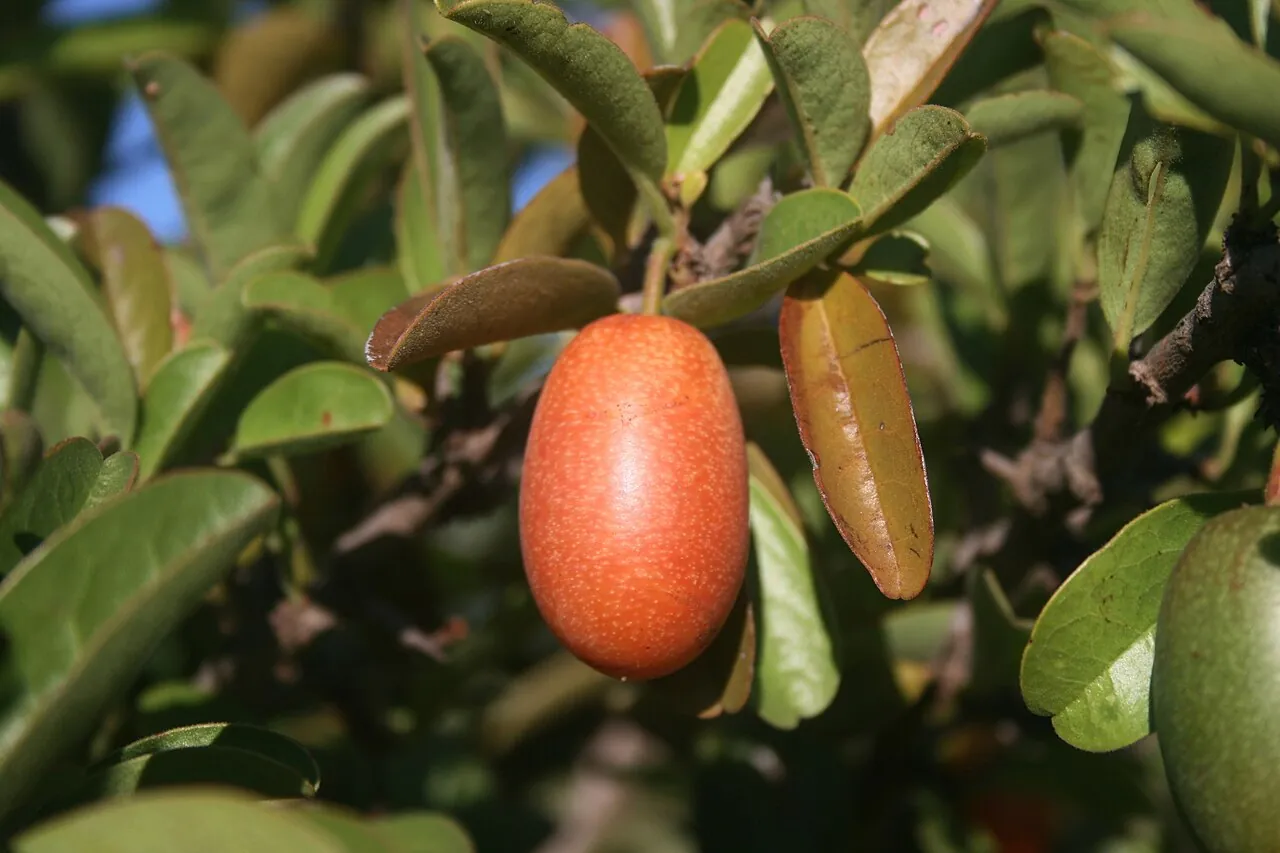 Sour plum, photo 2