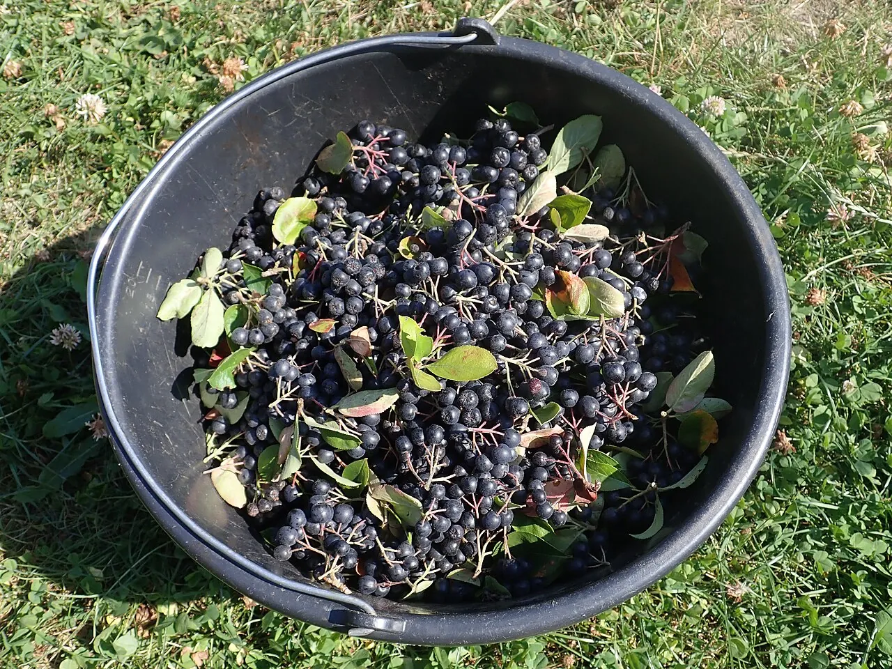Chokeberry, photo 1