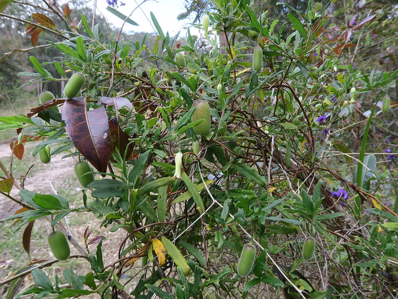 Apple berry, photo 1