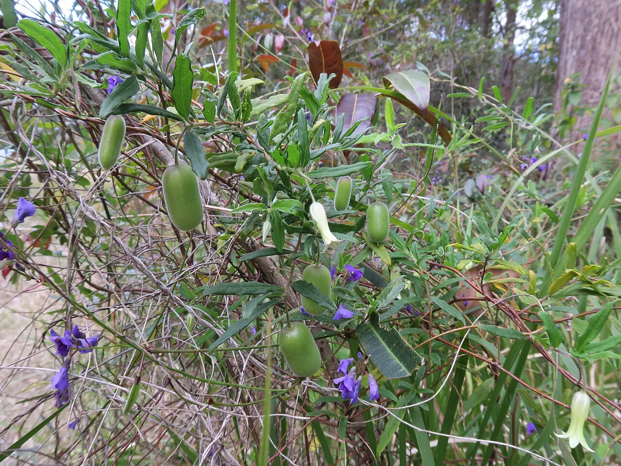 Apple berry, photo 2