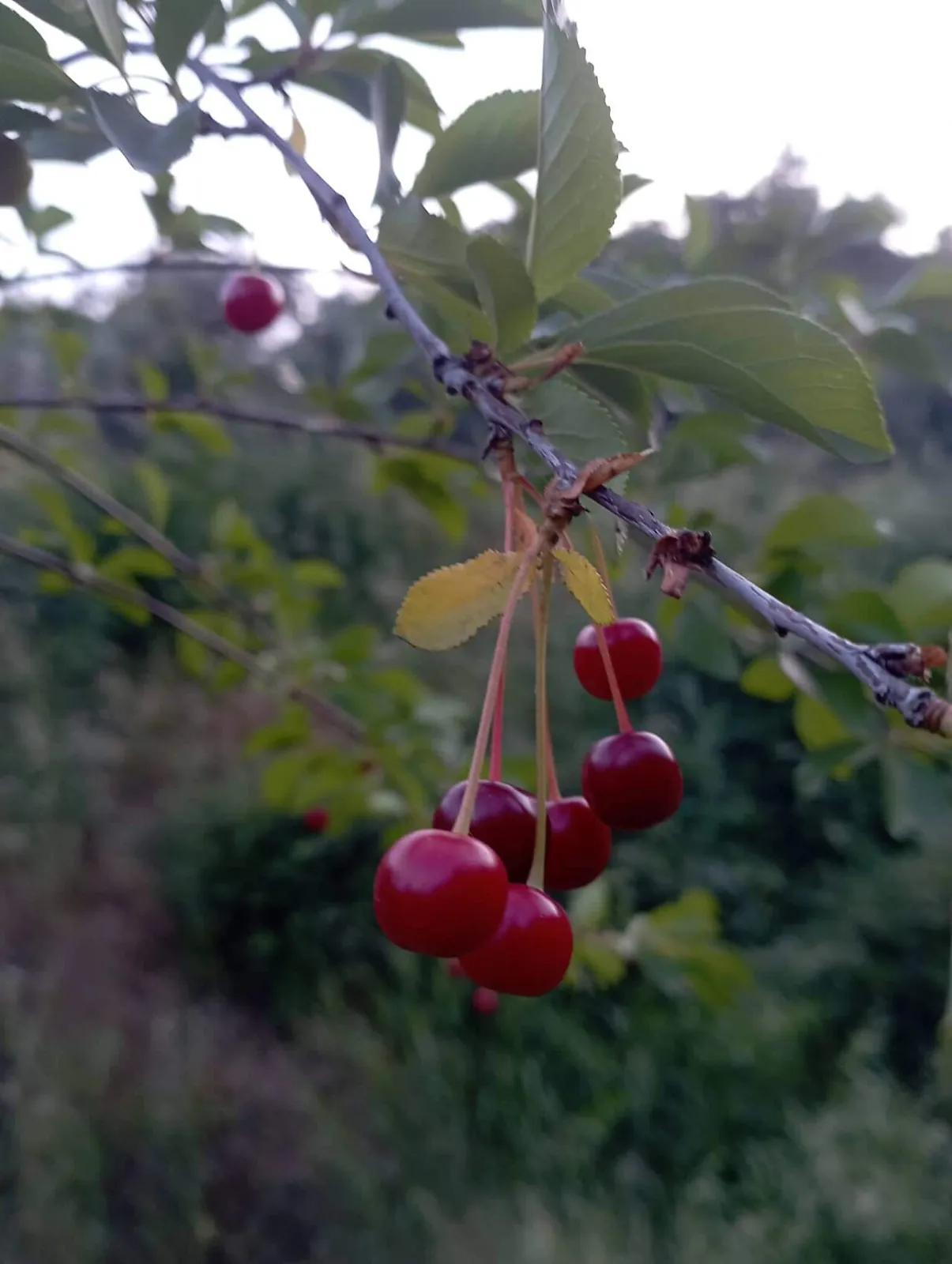 Sour cherry, photo 1