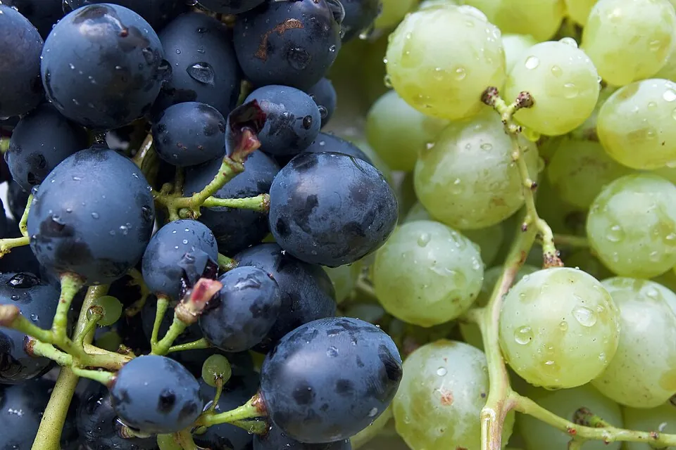 Grape, photo 1