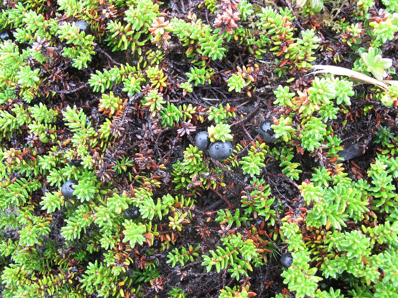 Crowberry, photo 1