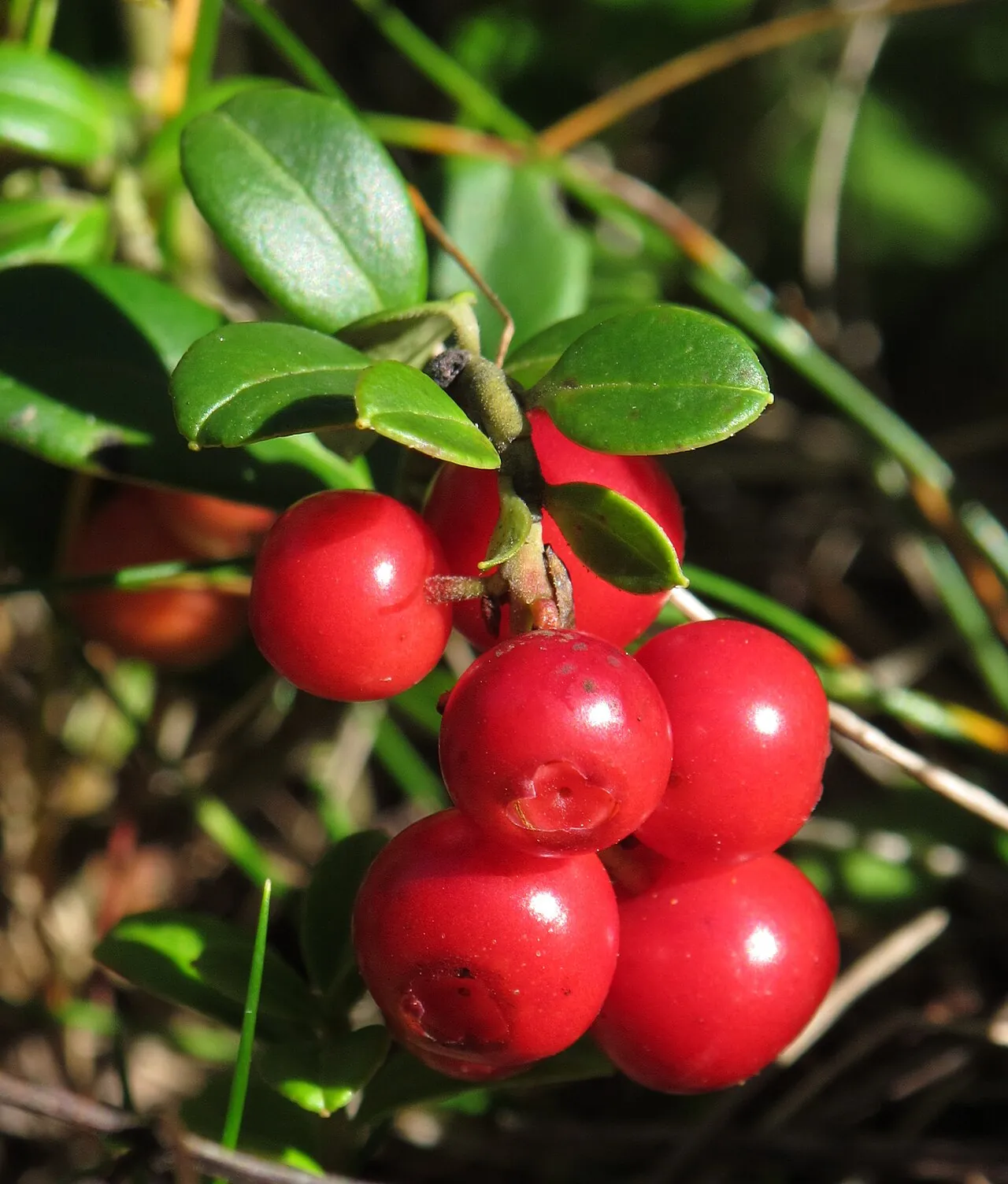 Lingonberry, photo 1