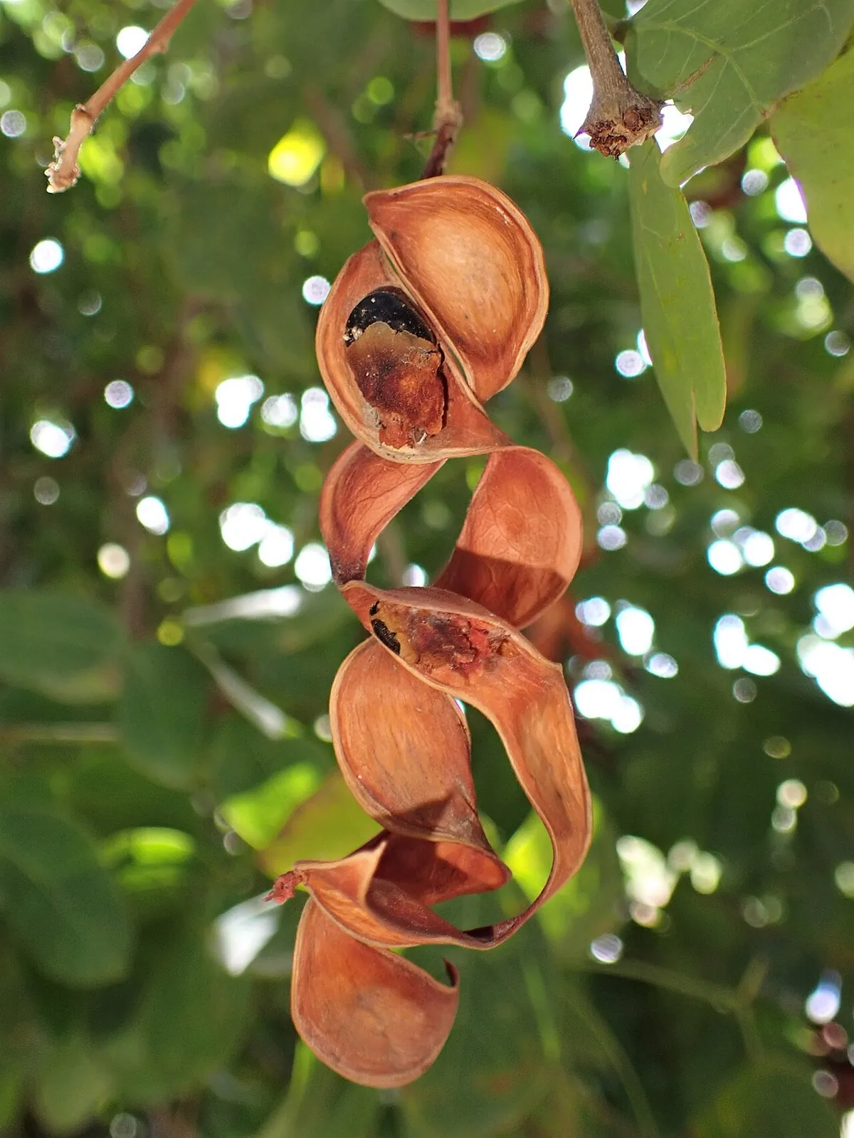 Manila tamarind, photo 1