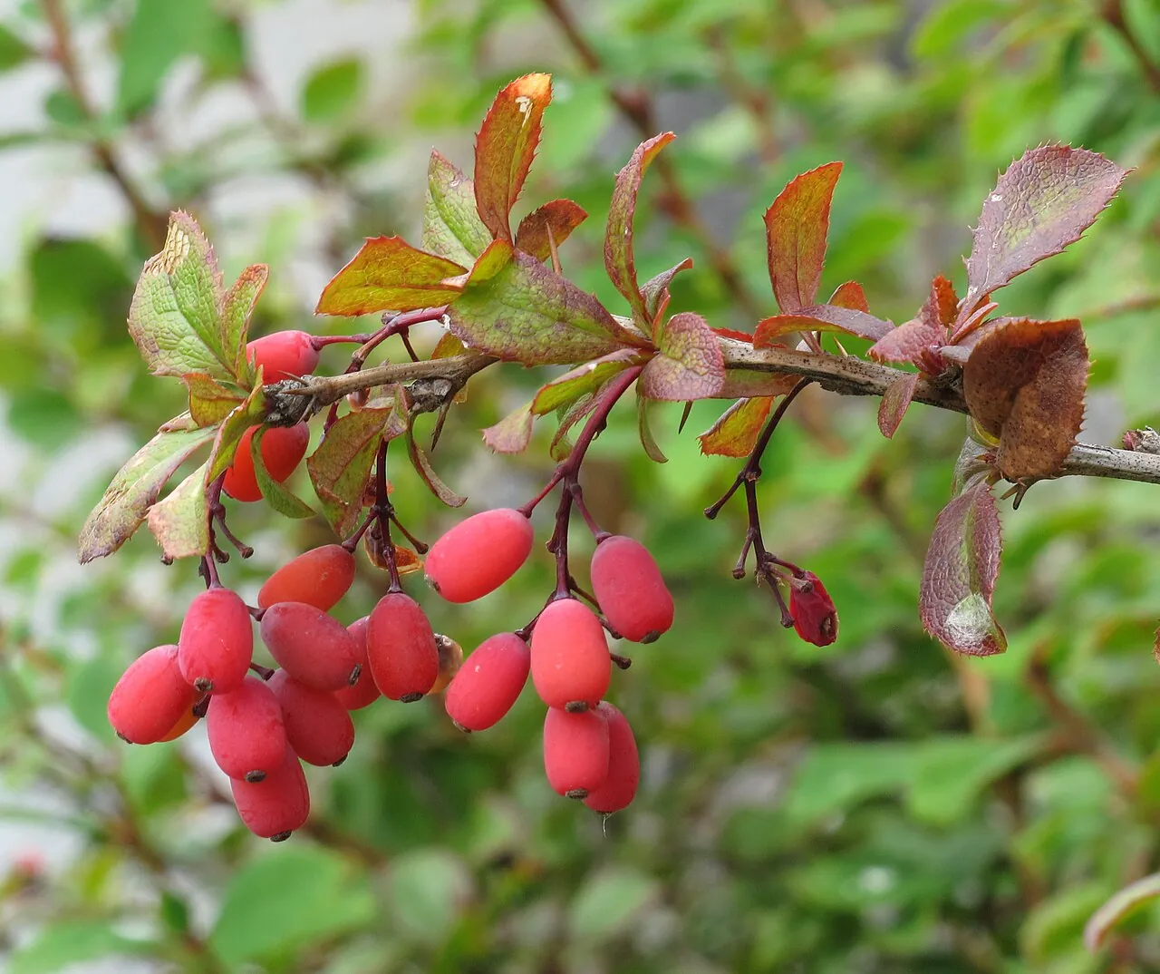 Barberry, photo 1