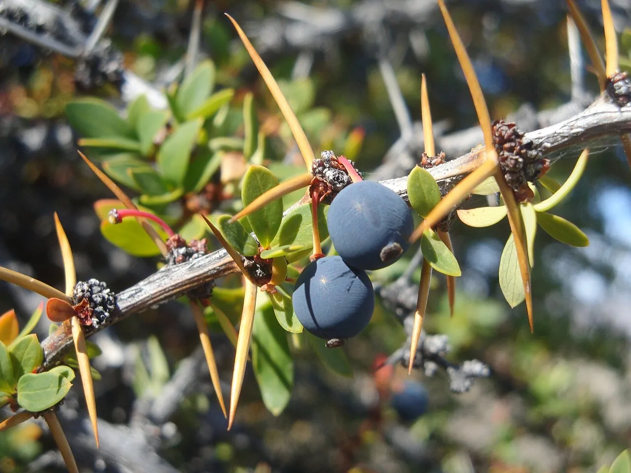 Calafate, photo 1