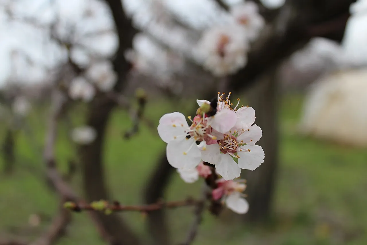 Apricot, photo 3