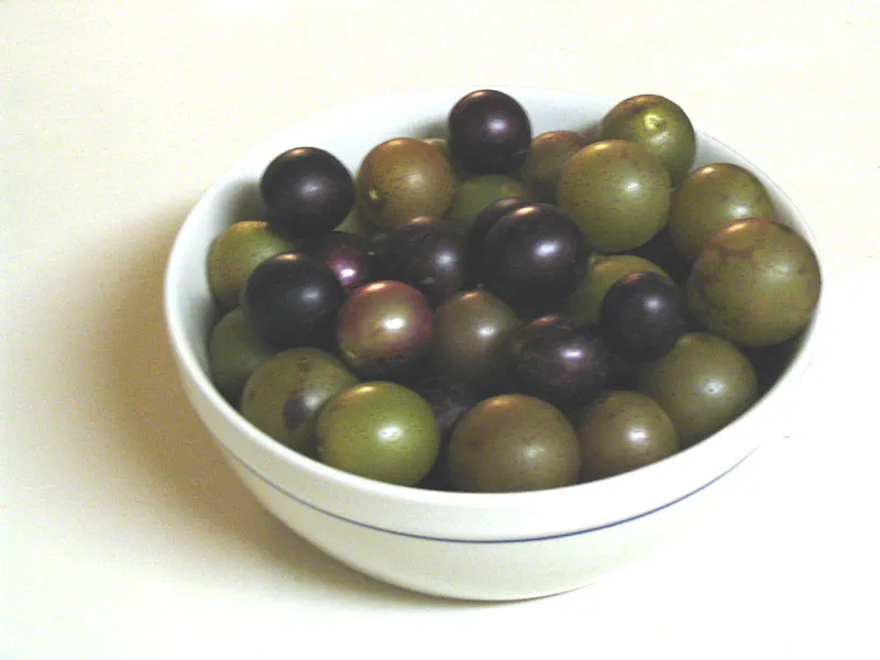 Muscadine, photo 1