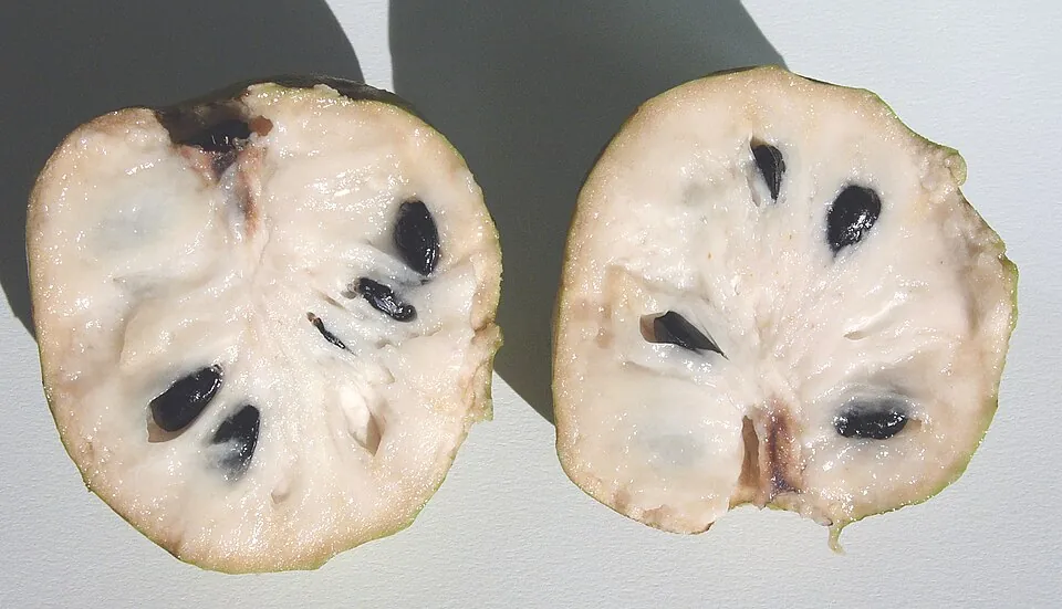 Cherimoya, photo 2