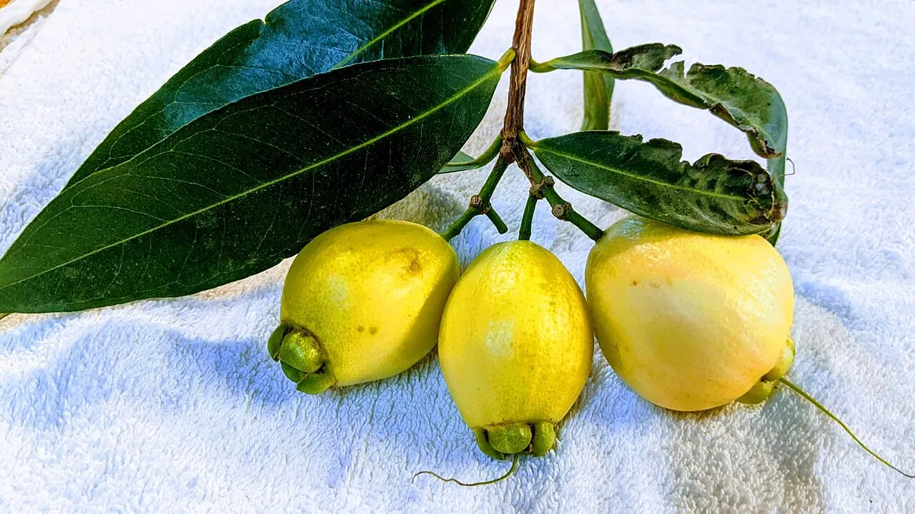 Rose apple, photo 1