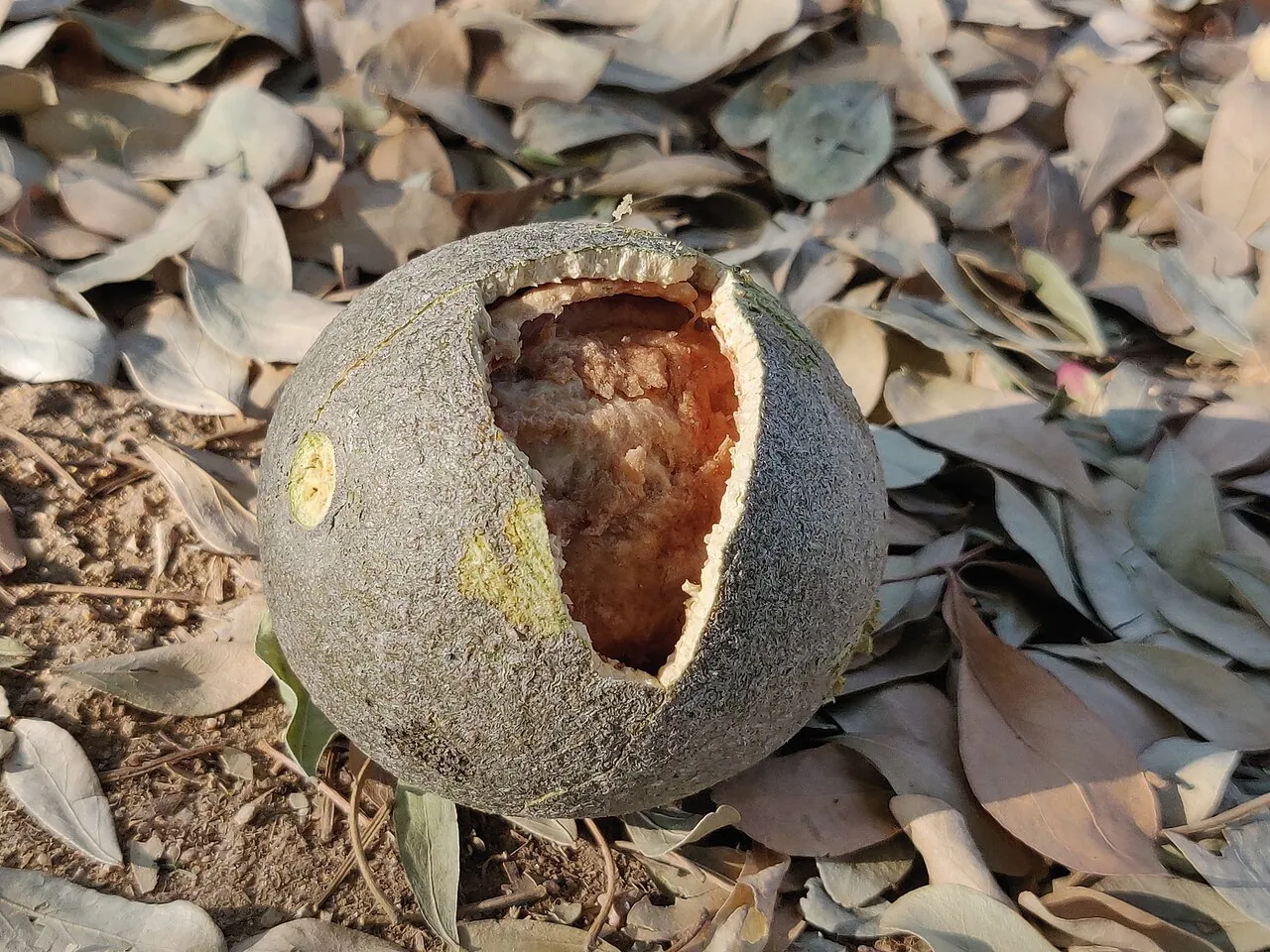 Wood apple, photo 1