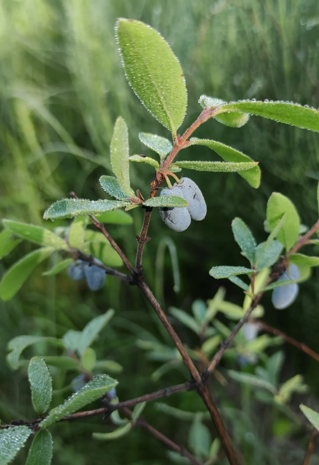 Honeyberry, photo 3