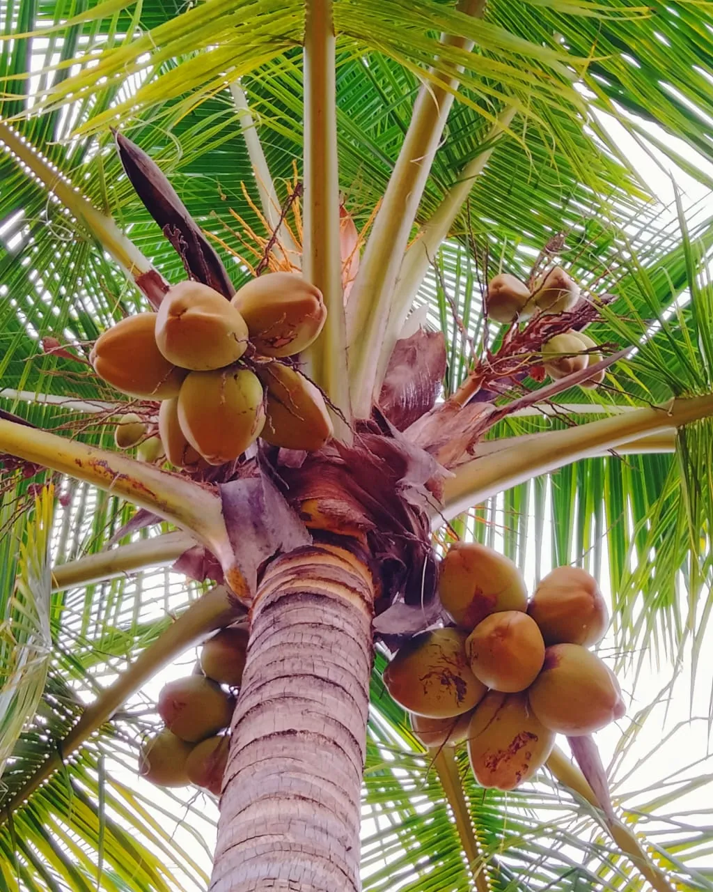 Coconut, photo 2