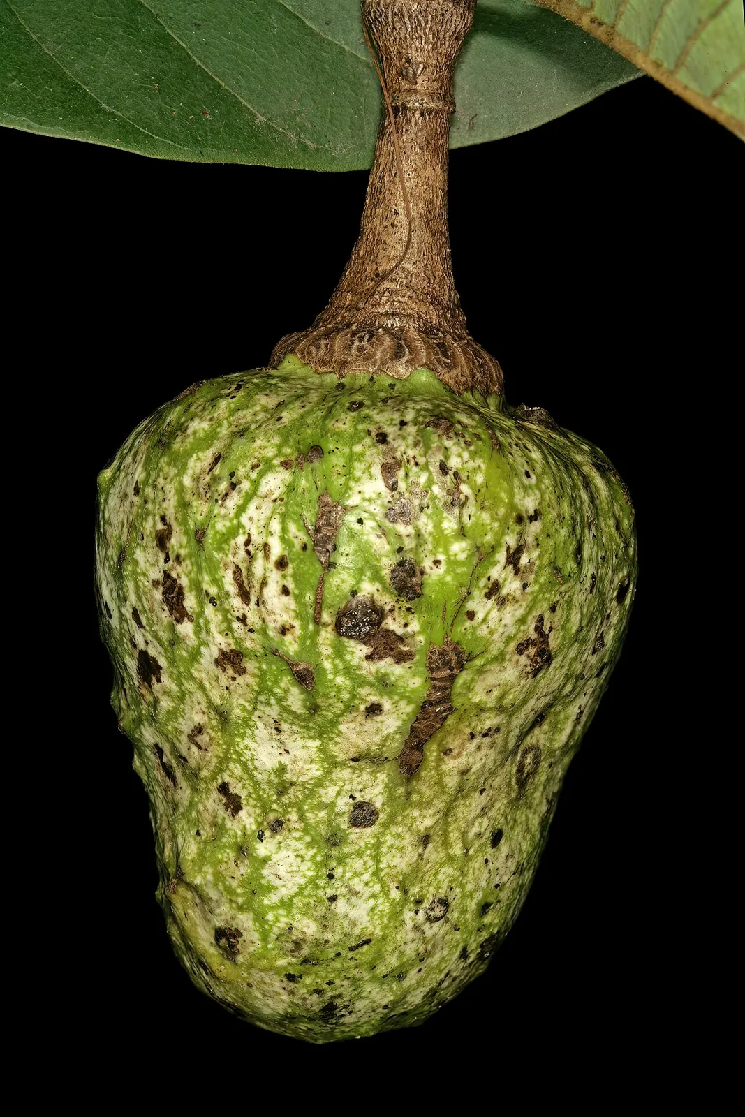 African wild custard apple, photo 1