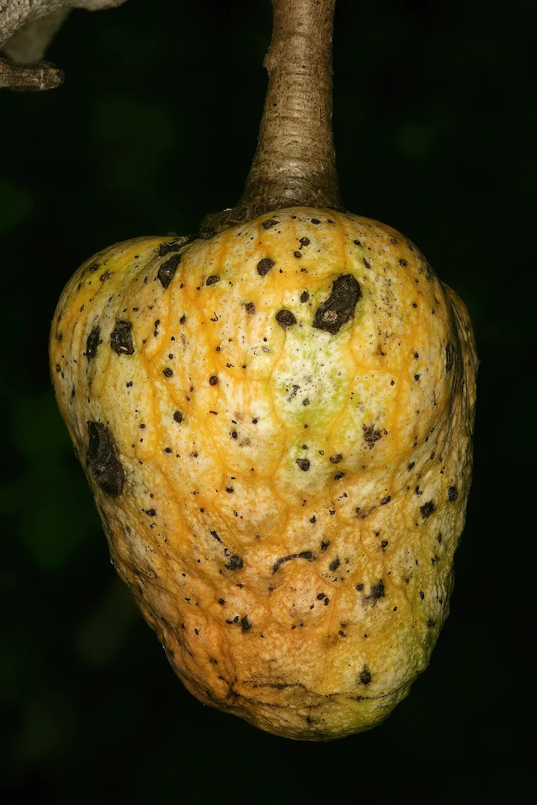 African wild custard apple, photo 2