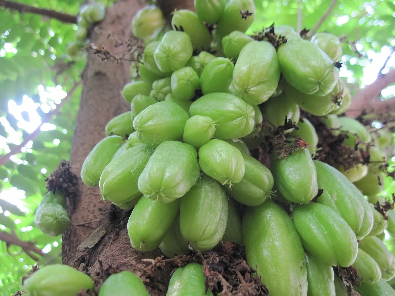 Bilimbi, photo 1