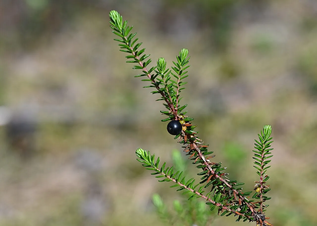 Crowberry, photo 2