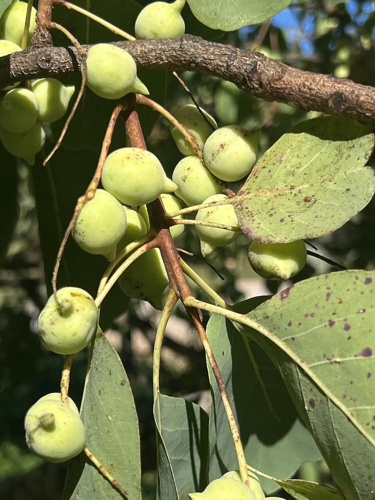Kakadu plum, photo 1