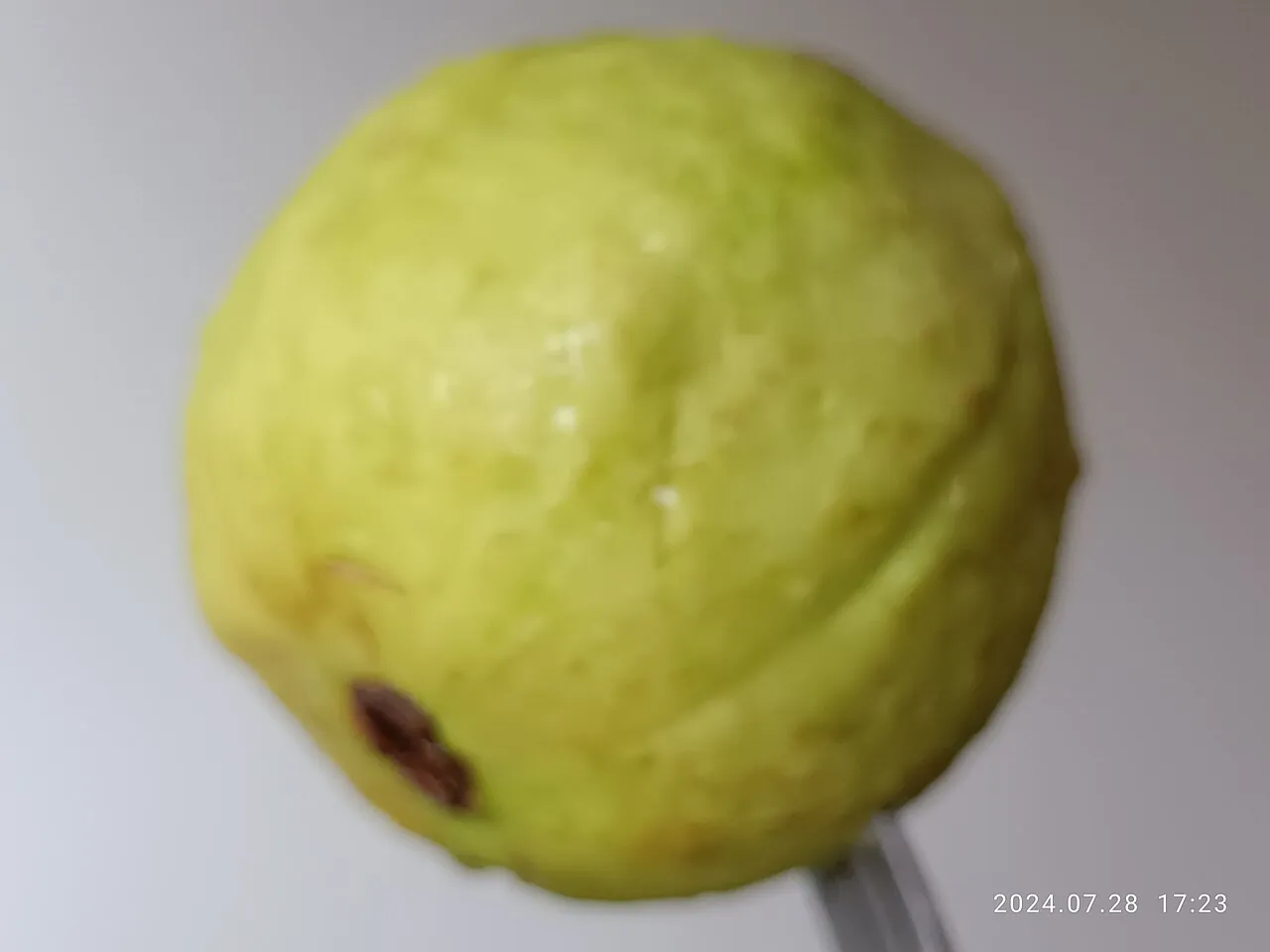 Guava, photo 3