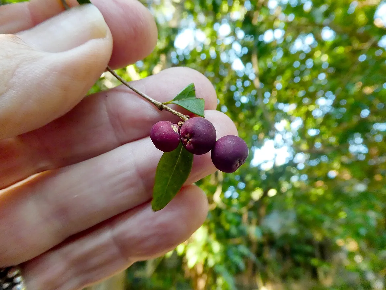 Riberry, photo 1