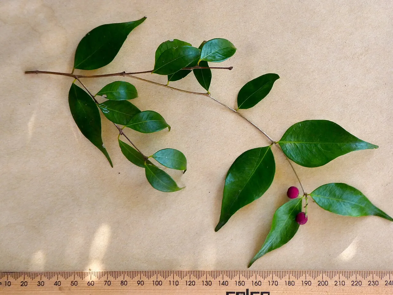 Riberry, photo 2