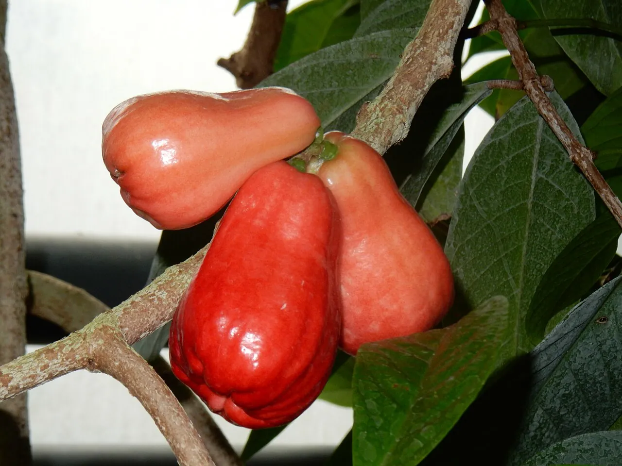 Malay apple, photo 1