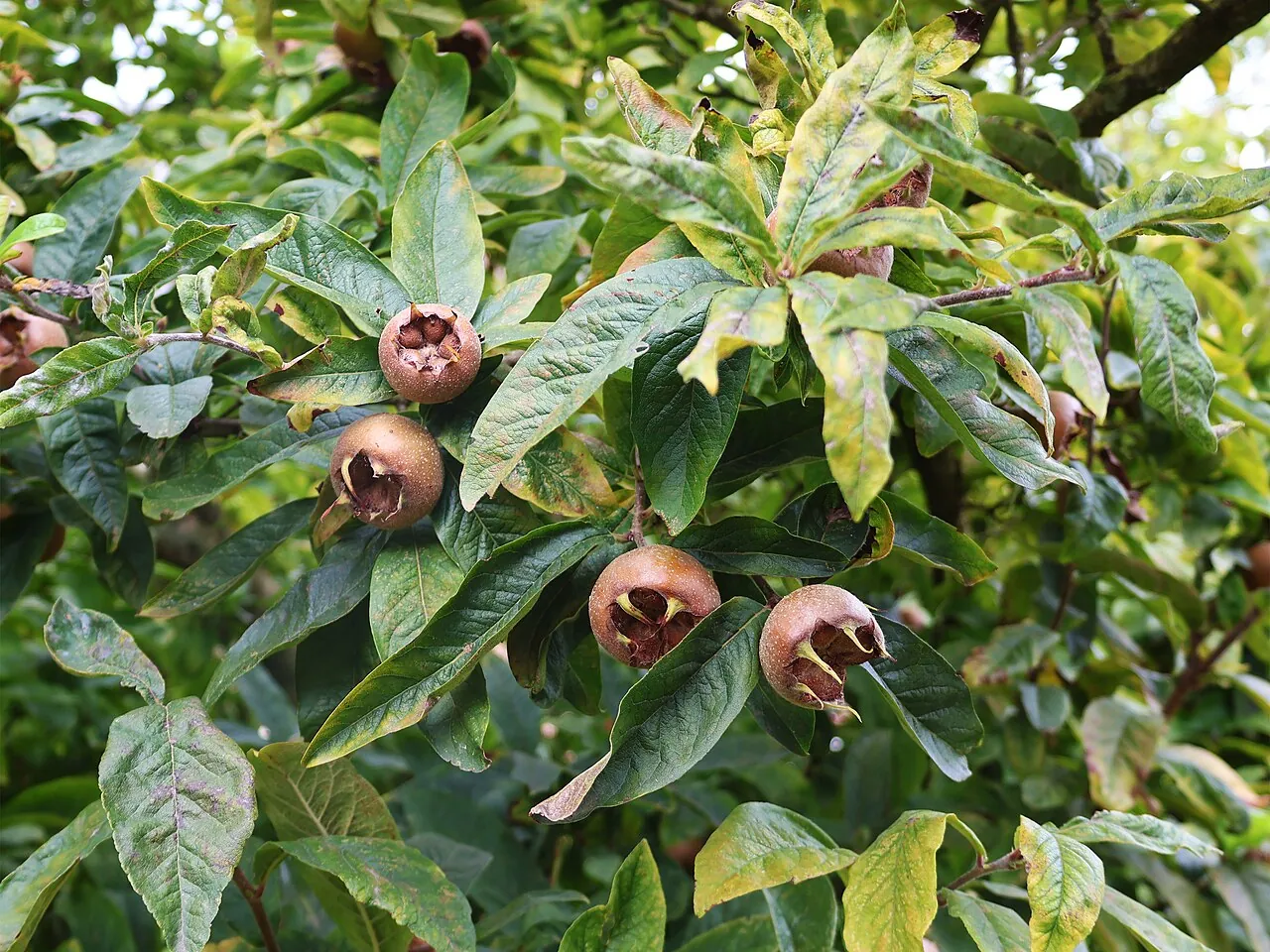 Medlar, photo 1