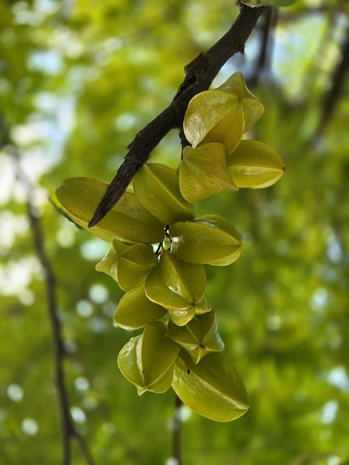 Star fruit, photo 2