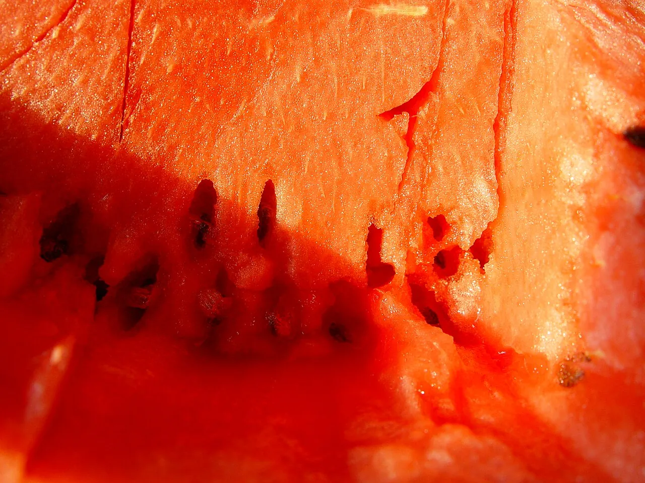 Watermelon, photo 2