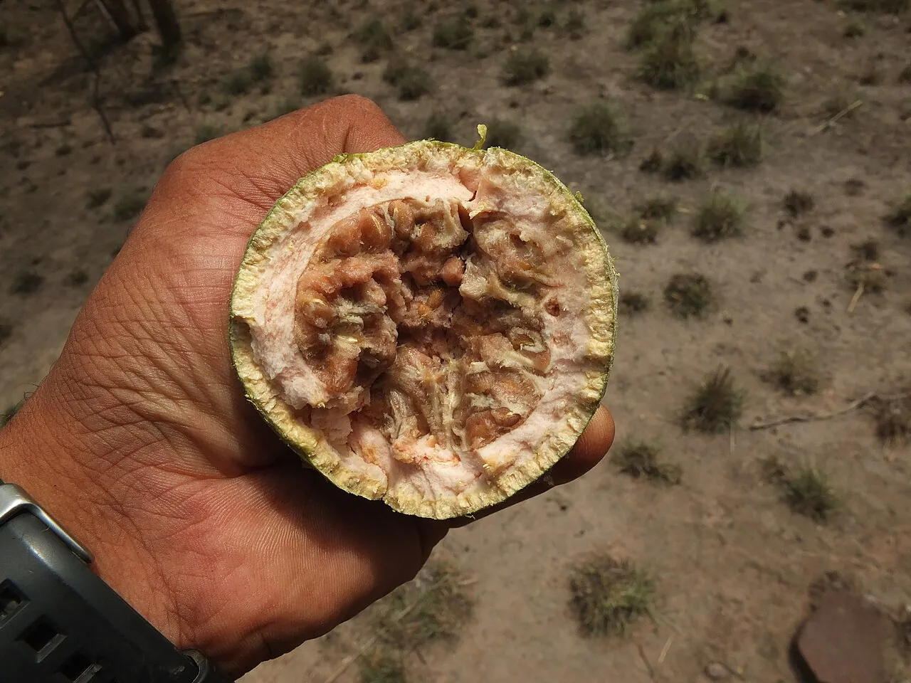 Wood apple, photo 3