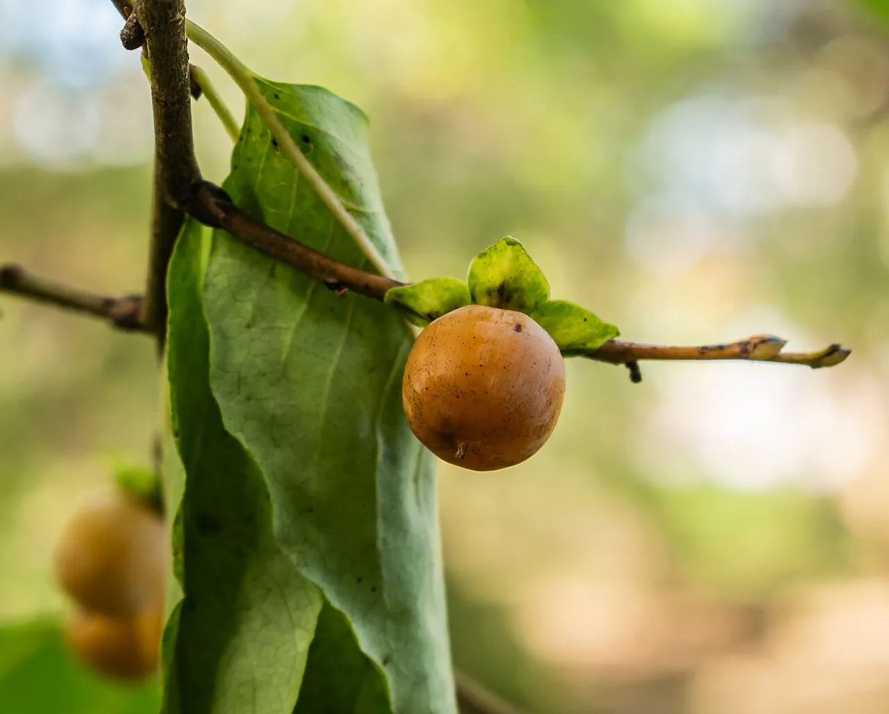 Date plum, photo 1