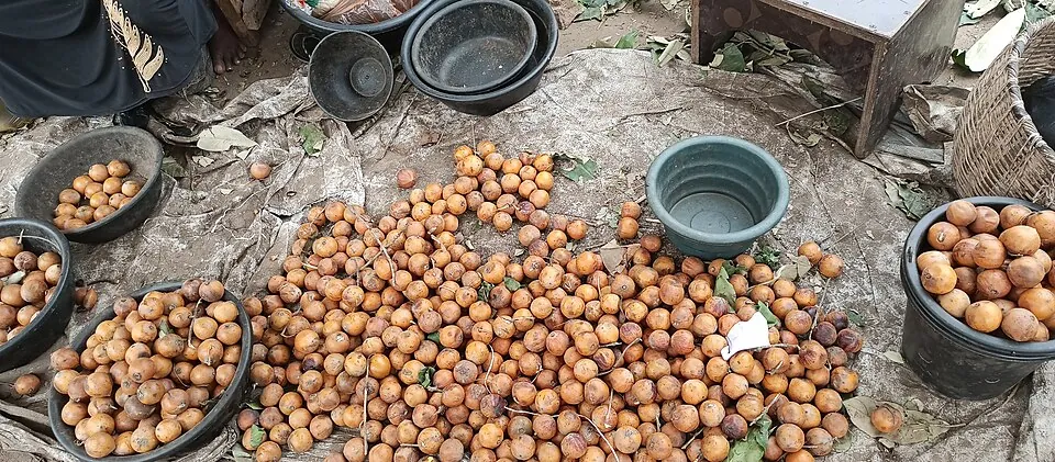 African star apple, photo 1
