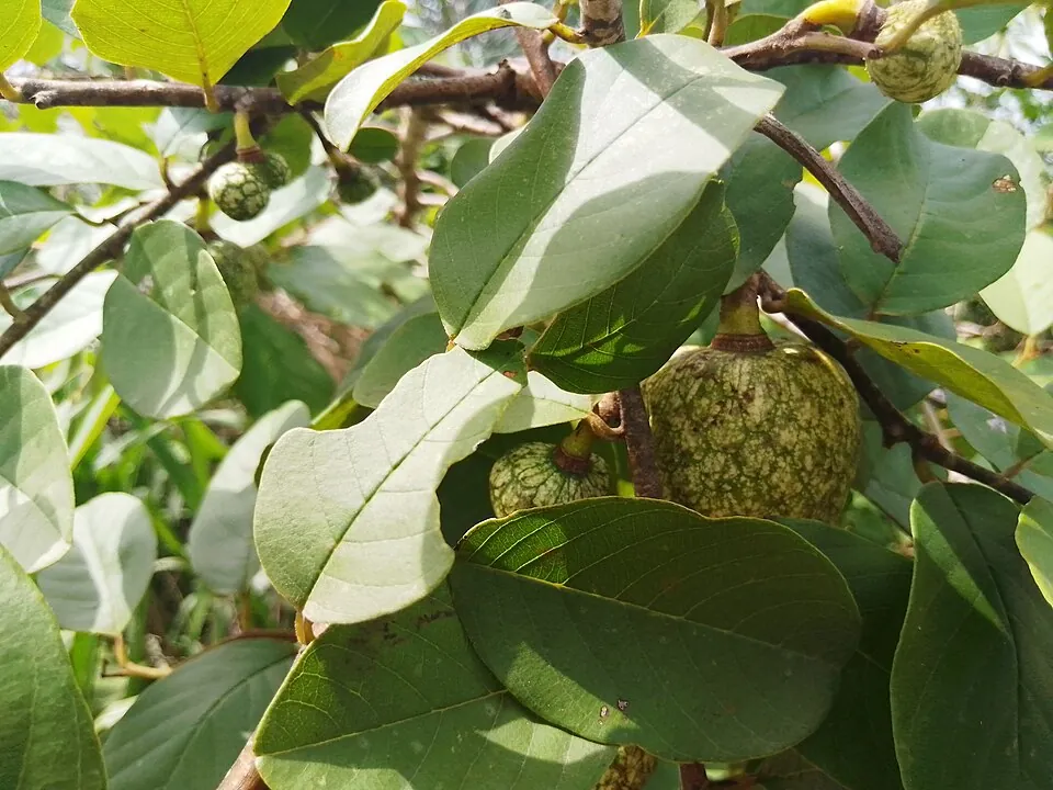 Mountain soursop, photo 1