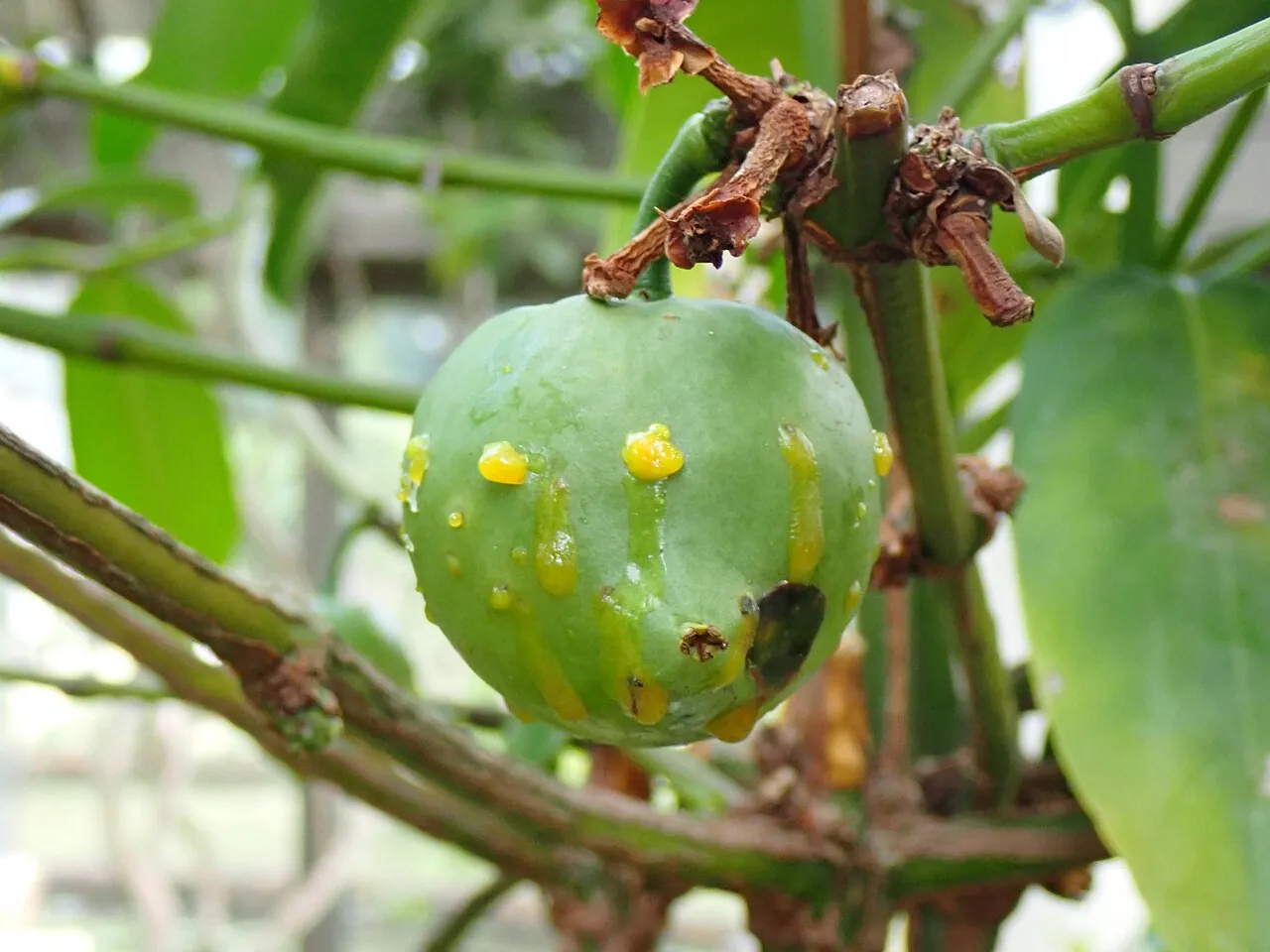 Gamboge fruit, photo 3