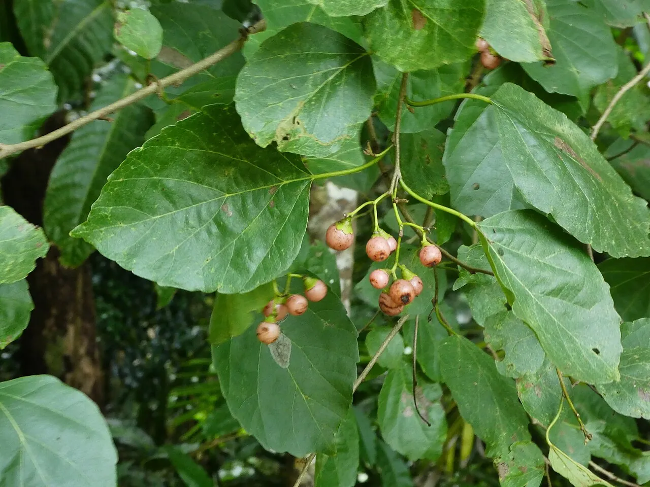 Lasoda, photo 1