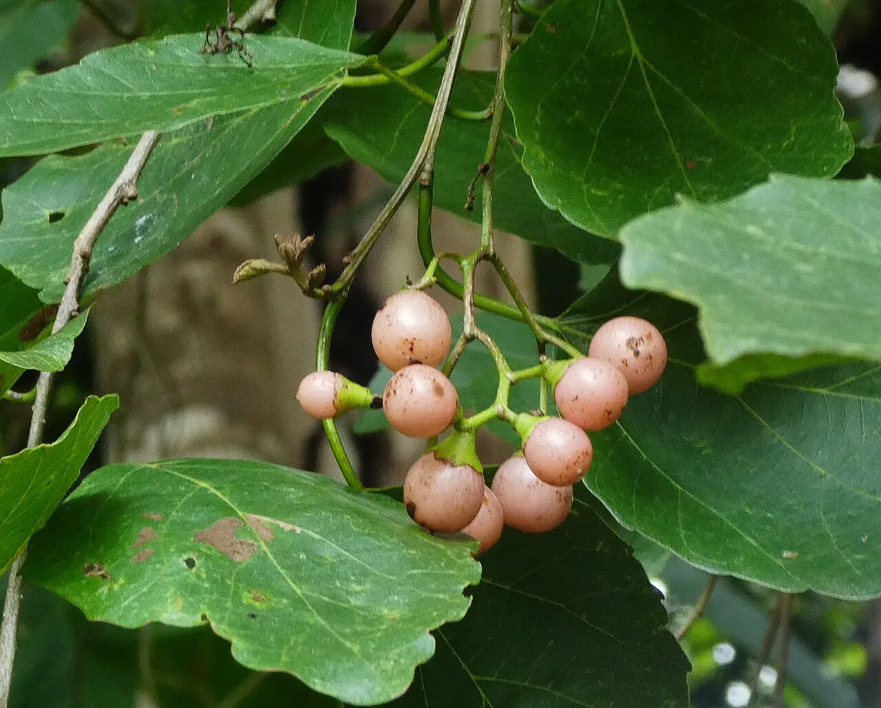 Lasoda, photo 2