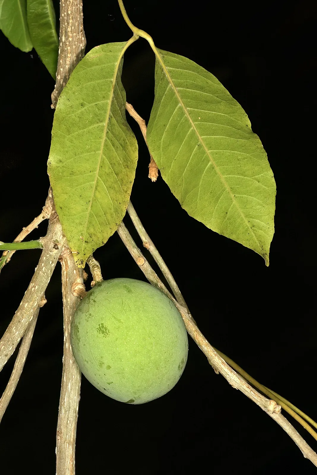 White sapote, photo 1