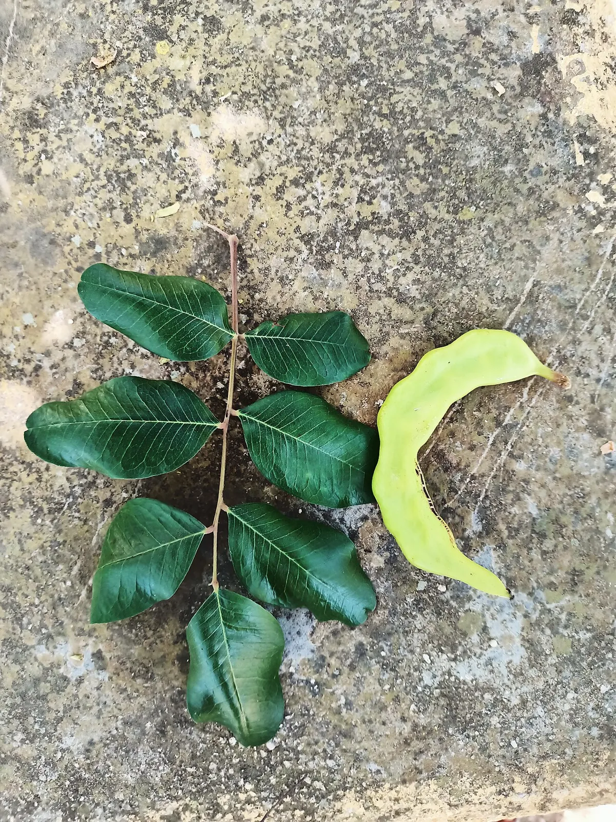 Carob, photo 3