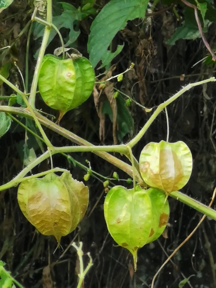 Ground cherry, photo 1