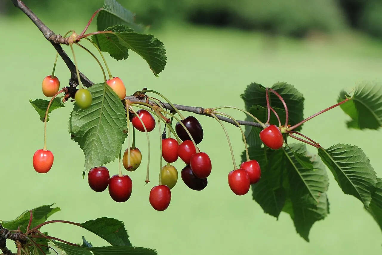 Sour cherry, photo 3
