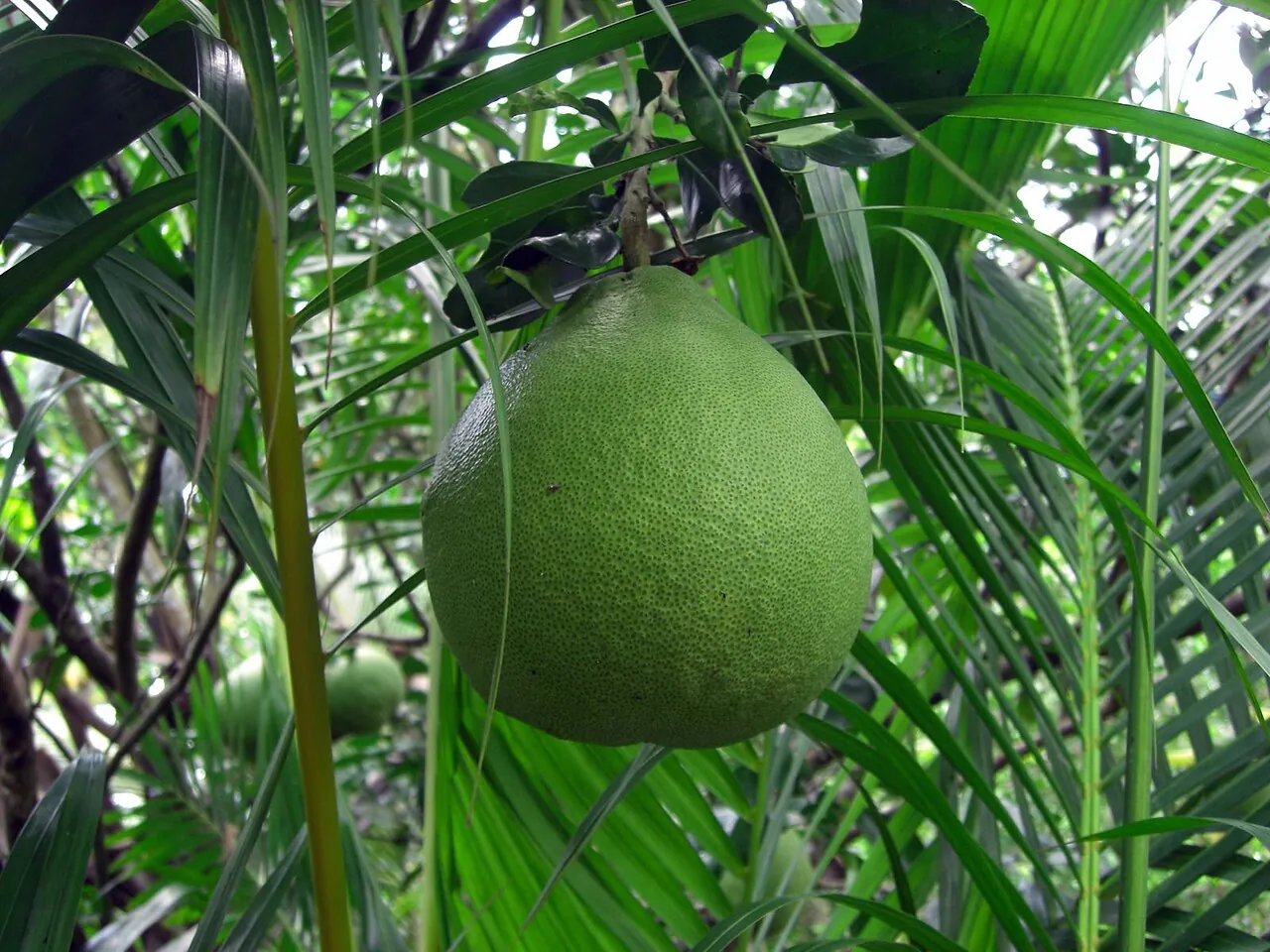 Pomelo, photo 1