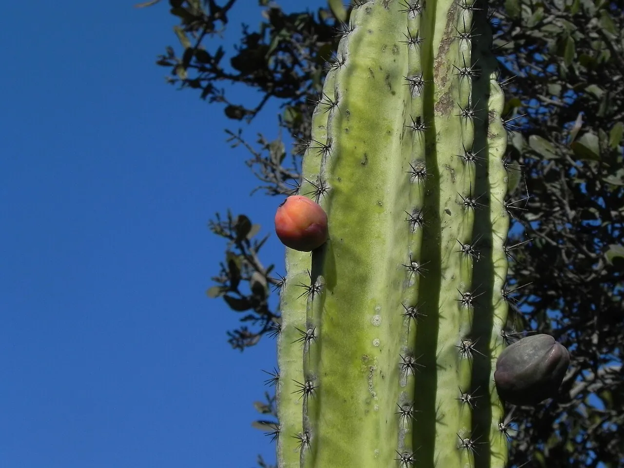Peruvian apple cactus fruit, photo 1