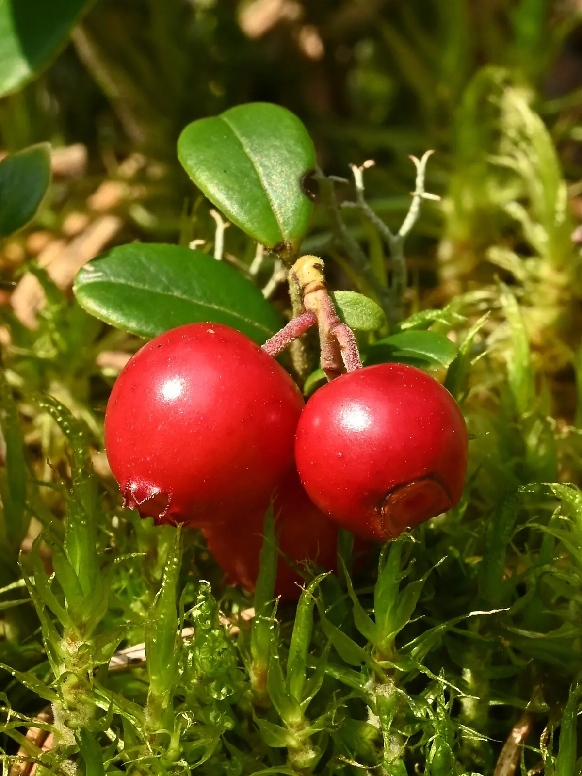 Lingonberry, photo 3